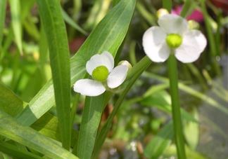 慈菇什么时候种？慈菇什么季节有