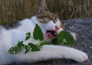 猫薄荷人能吃吗？猫薄荷能吃吗？