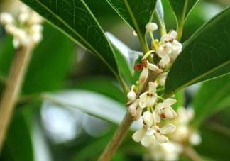 银桂花好还是白桂花好 银桂花和白桂花的区别