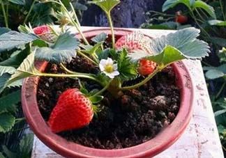 5月份可以种草莓吗？五月份可以种草莓吗？