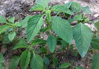 野苋菜孕妇能吃吗？苋菜和野苋菜的区别