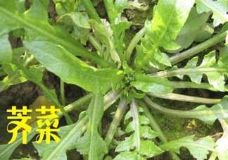 荠菜和狗肉能一起吃吗？狗肉跟荠菜可以同食吗？