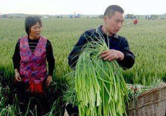 蒜苔如何采摘？蒜苔的采摘技术