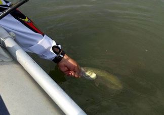 钓海鲈鱼什么时候最好？钓海鲈鱼用什么样的鱼饵？