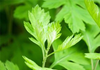 艾草是哪个季节的？艾草是什么季节采摘？