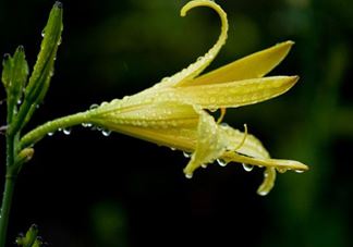 黄花菜什么时候种植？黄花菜什么时候采摘好