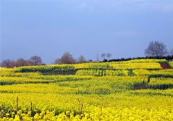 油菜花什么时候开？2024年油菜花期