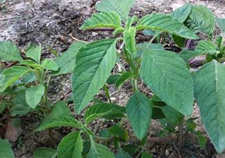 炒野苋菜要焯水吗？野苋菜和山药能在一起吃吗