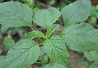 野苋菜有刺吗？野苋菜和刺苋菜一样吗