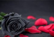 情人节可以送黑玫瑰吗？情人节送黑玫瑰好吗？