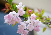 樱花的花语是什么?樱花的花语的传说有哪些