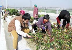 植树节可以种什么植物？植树节种什么植物好？