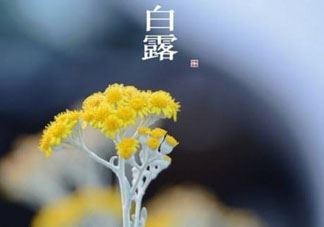 白露可以种什么菜？白露过后能种植什么蔬菜？