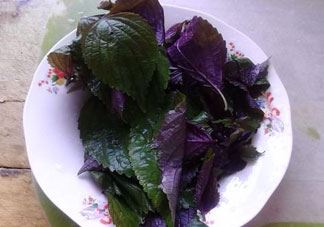 紫苏叶的营养价值_紫苏叶的功效与作用及食用方法