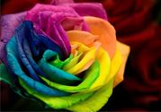 彩色玫瑰代表什么意思？彩色玫瑰花语是什么含义？