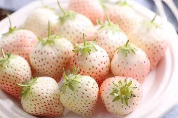 白草莓产地在哪里 白草莓是哪个国家的