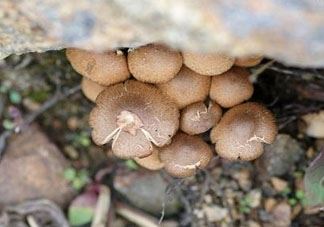 榛蘑可以冷冻吗 视情况选择冷冻或冷藏