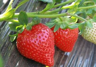 甜宝和章姬草莓的区别 甜宝和红颜哪个好吃