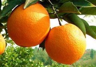 冰糖柑和冰糖橙的区别 教你正确区分柑和橙