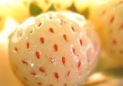 菠萝莓的营养价值和功效 吃菠萝莓有什么营养