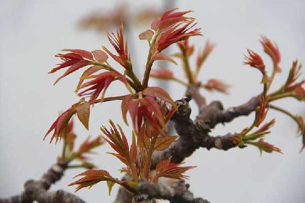 香椿要焯水吃吗 香椿焯水多久