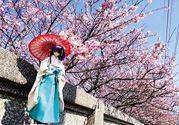 为什么那么多人喜欢樱花?中国和日本樱花有什么区别