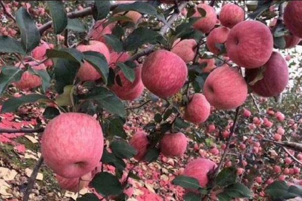 红富士苹果产地在哪里 红富士苹果特点